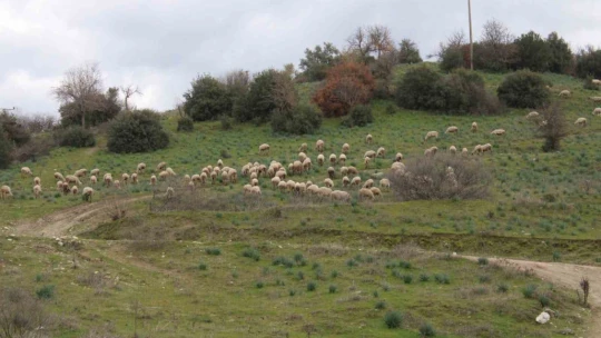 Çok sevdiği koyunlardan 32 yıldır kopamıyor