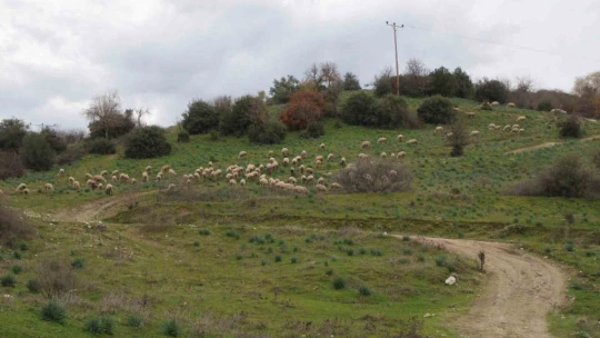 Çok sevdiği koyunlardan 32 yıldır kopamıyor