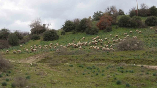 Çok sevdiği koyunlardan 32 yıldır kopamıyor