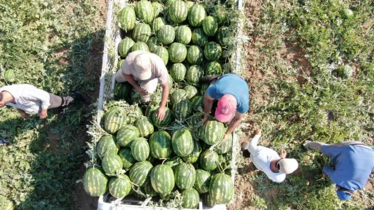 Çukurova'dan sonra Türkiye'nin gözü burada