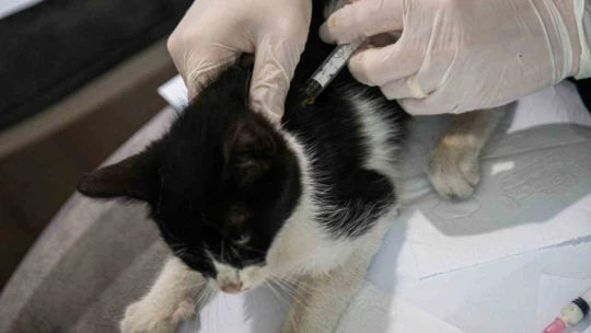 Davutlar Mahallesi'ne kedi kısırlaştırma merkezi açılıyor