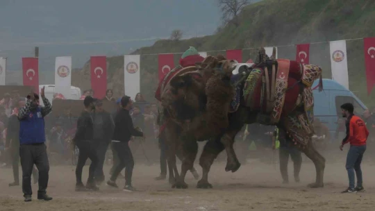 Develer güreşti, izleyenler kavgaya tutuştu