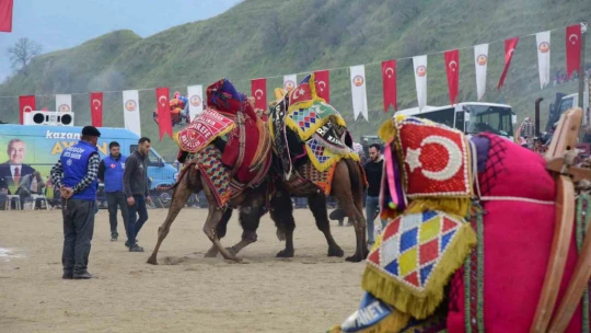 Develer güreşti, izleyenler kavgaya tutuştu