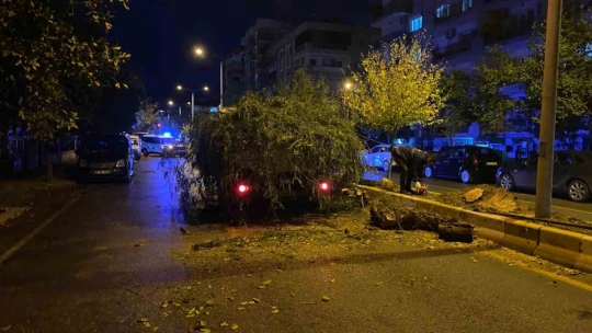 Devrilen ağaç yolu trafiğe kapattı