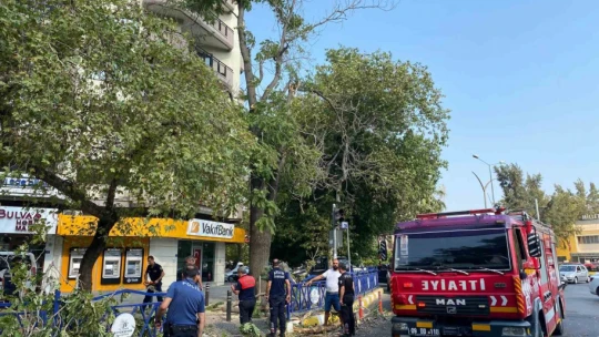 Devrilen ağacın altında kalarak yaralandı