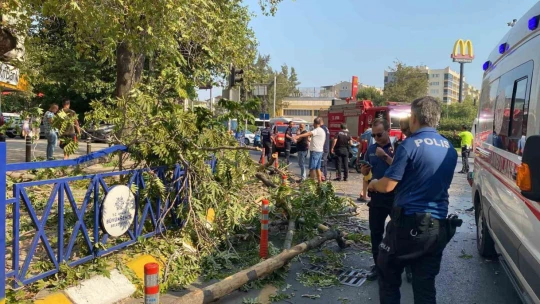 Devrilen ağacın altında kalarak yaralandı
