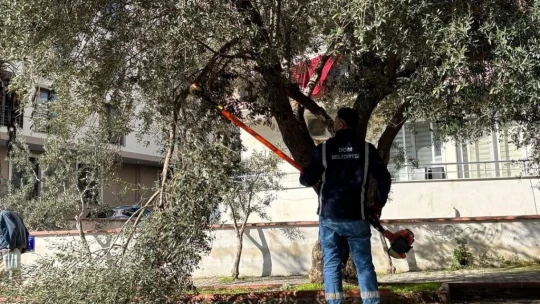 Didim Belediyesi ağaçların kış bakımlarını sürdürüyor