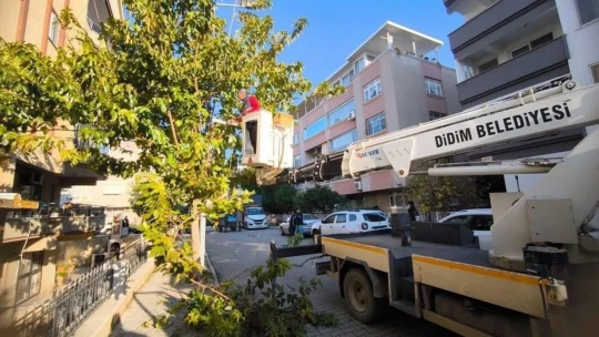 Didim Belediyesi ağaçların kış bakımlarını sürdürüyor