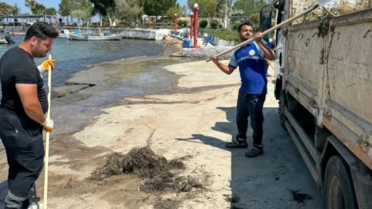 Didim Belediyesi Mavişehir Sahili'ni temizledi