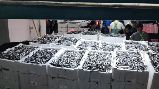 Didim'de 'Hamsi Kotası' denetimi yapıldı