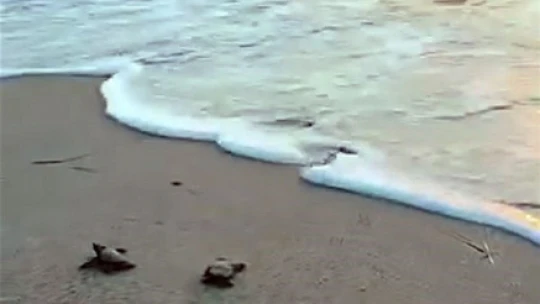 Didim'de 47 yavru caretta caretta denize ulaştı