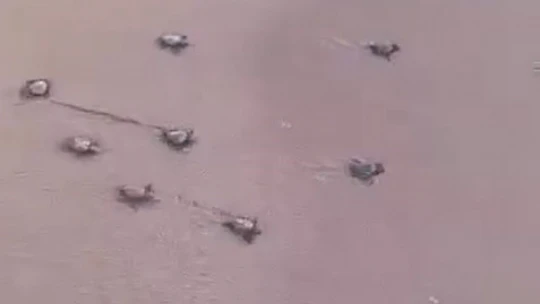 Didim'de 47 yavru caretta caretta denize ulaştı