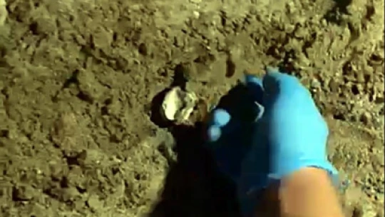 Didim'de 47 yavru caretta caretta denize ulaştı