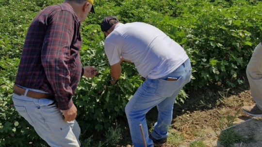 Didim'de beyaz altın hasat kontrolleri devam ediyor