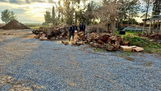 Didim'de budanan ağaçlar ihtiyaç sahiplerine yakacak oluyor