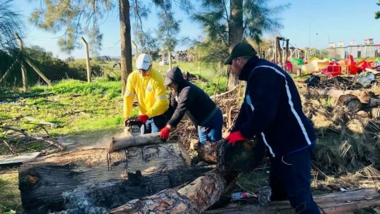 Didim'de budanan ağaçlar ihtiyaç sahiplerine yakacak oluyor