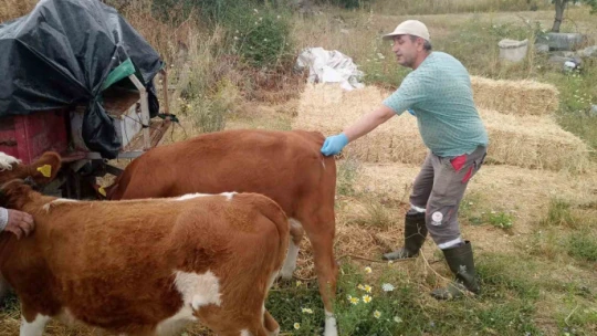 Didim'de büyükbaş hayvanların ilkbahar şap aşısı yapıldı