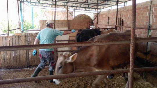 Didim'de büyükbaş hayvanların ilkbahar şap aşısı yapıldı