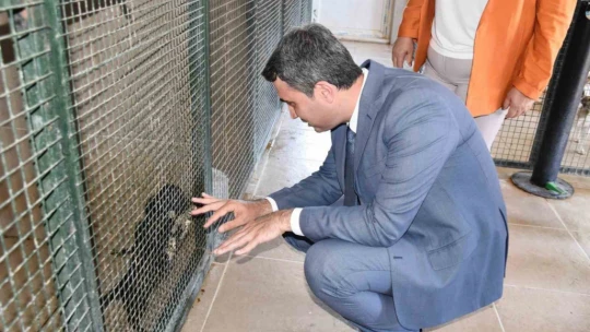 Didim'de hayvan barınağı denetlendi