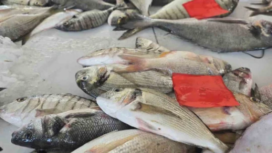 Didim'de ilk balık mezatı gerçekleştirildi