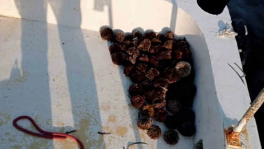 Didim'de kanuna aykırı avlananlar denetime takıldı