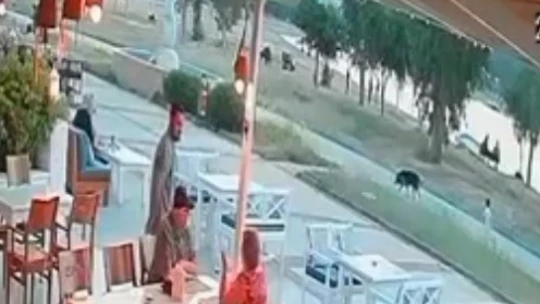 Didim'de sokak köpeği çocuğa saldırdı