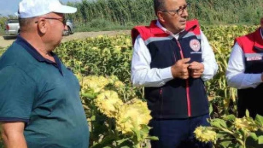 Didim'de üretim alanları kontrol edildi