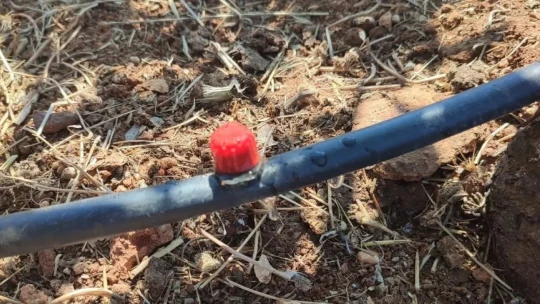 Didim'de yağmur suyu hasadı sistemiyle 20 ton su tasarrufu sağlandı