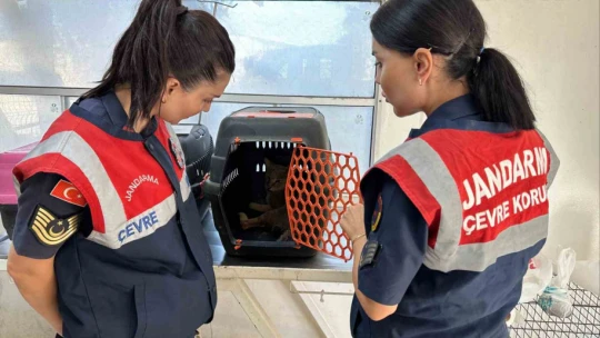 Didim'de yaralı halde bulunan dağ kedisi tedavi altına alındı