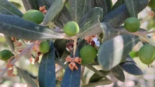 Didim'de zeytin bahçelerinin röntgeni çekildi
