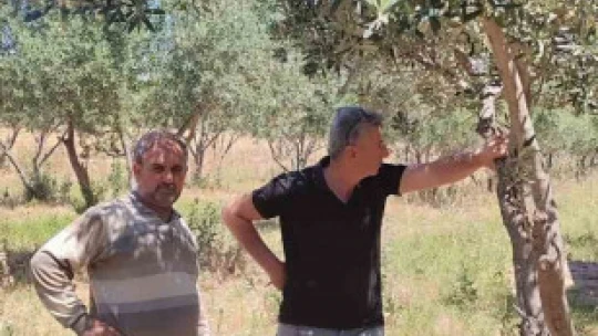 Didim'de zeytin bahçelerinin röntgeni çekildi