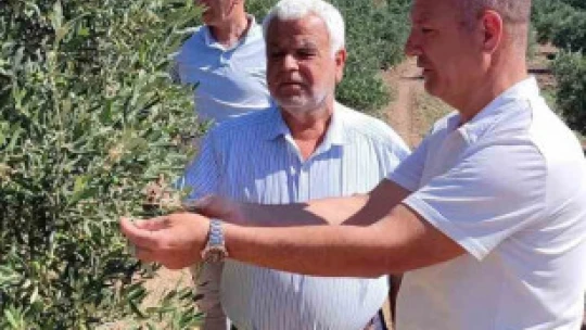 Didim'de zeytin bahçelerinin röntgeni çekildi