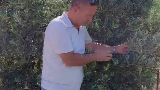 Didim'de zeytin sineğiyle mücadele devam ediyor