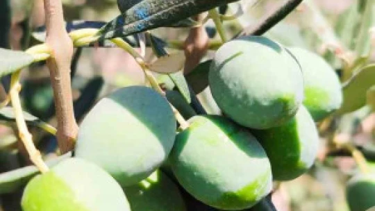 Didim'de zeytin sineğiyle mücadele devam ediyor