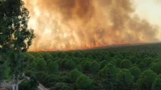 Didim'deki makilik yangınında çalışmalar devam ediyor