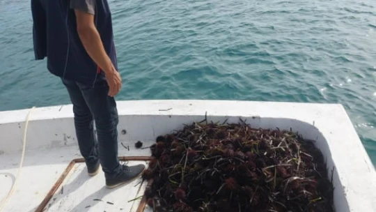 Didim'deki su ürünleri yetiştiriciliği denetim altında