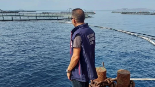 Didim'deki su ürünleri yetiştiriciliği denetim altında