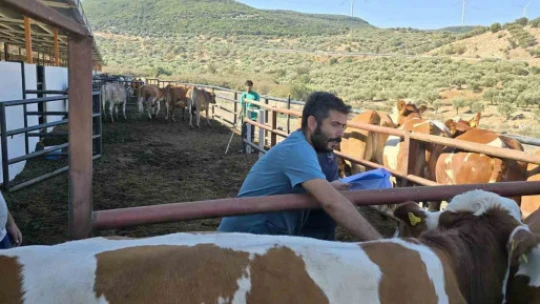 Didim Tarım ve Orman Müdürlüğü'nün aşılama çalışmaları sürüyor