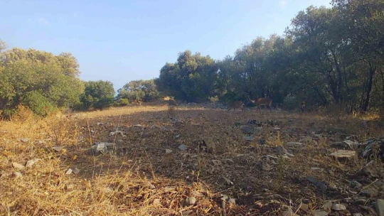 Dilek Yarımadası Milli Parkı'na bırakılan alageyiklerin sayısı 74'e ulaştı
