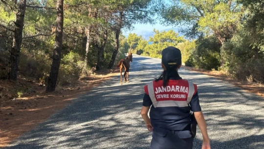 Dilek Yarımadası'nda jandarma denetimi