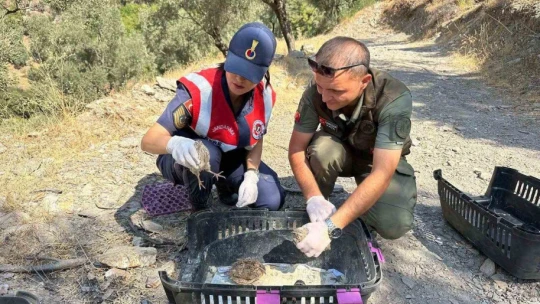 Doğa koruma faaliyetinde 25 bıldırcın ve 21 keklik ele geçirildi
