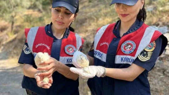 Doğa koruma faaliyetinde 25 bıldırcın ve 21 keklik ele geçirildi