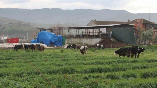 Doğuda kar, Aydın'da bahar