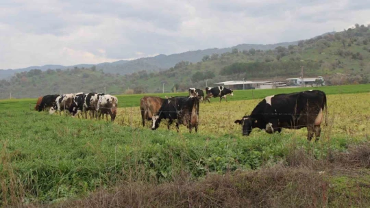 Doğuda kar, Aydın'da bahar