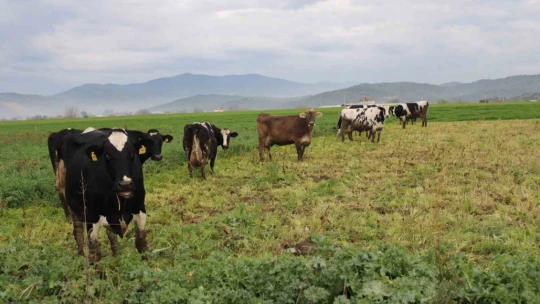 Doğuda kar, Aydın'da bahar