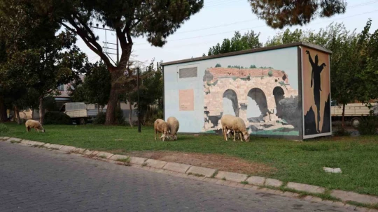 Doğurganlık hızının hızla düştüğü Aydın'da parklar koyunlara kaldı