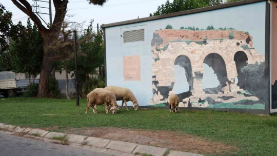Doğurganlık hızının hızla düştüğü Aydın'da parklar koyunlara kaldı