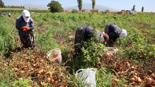 Domates işçileri çöl sıcaklarında saati 250 TL'ye ter döküyor