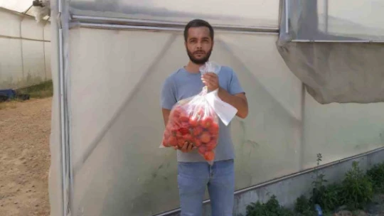 Domateste hasat öncesi numuneler alındı