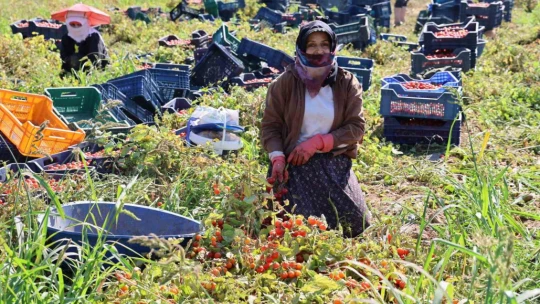Domateste salçalık üzdü, sofralık ve ihracat sevindirdi
